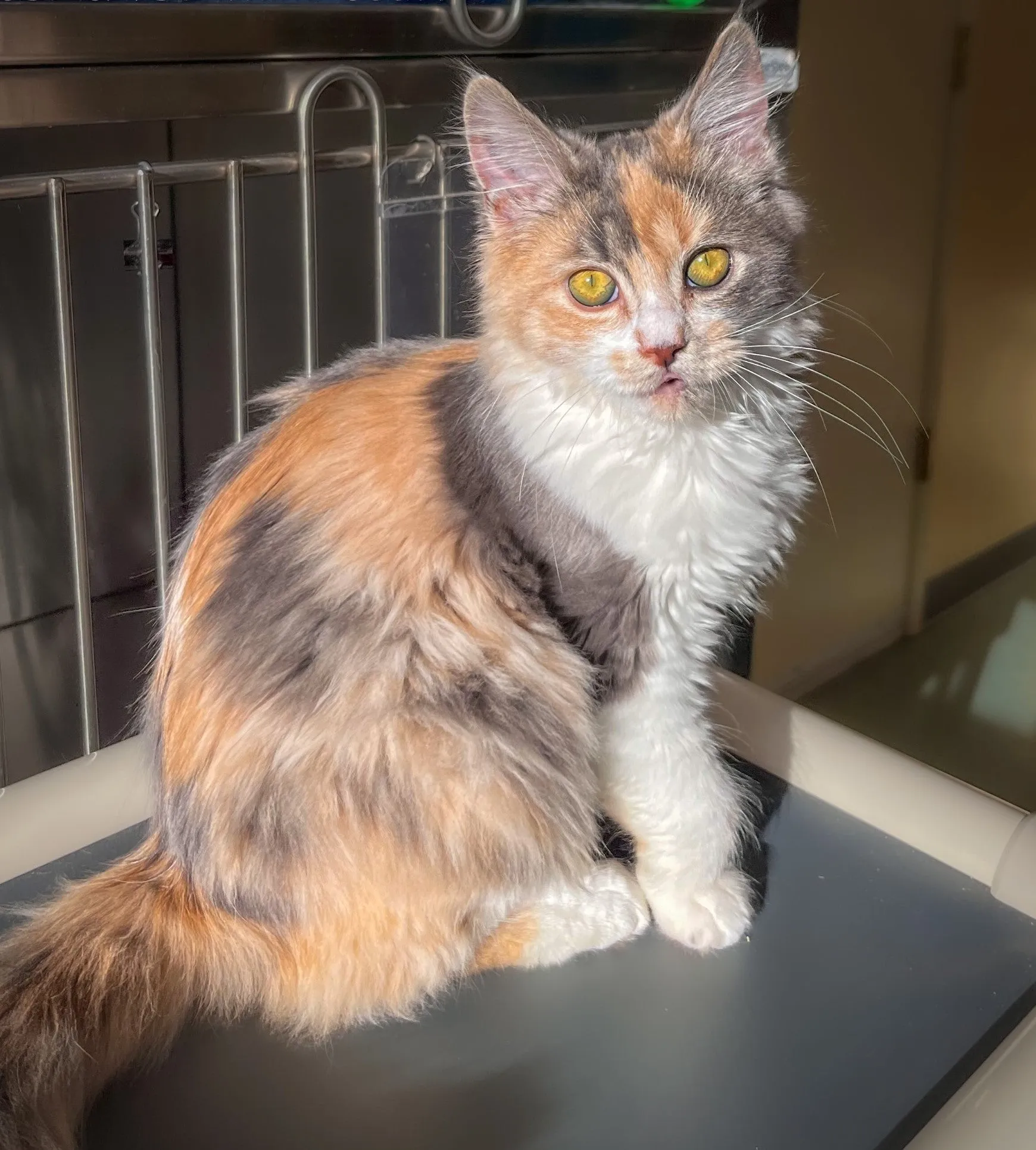 Cat - 1 Day of Shelter & Love