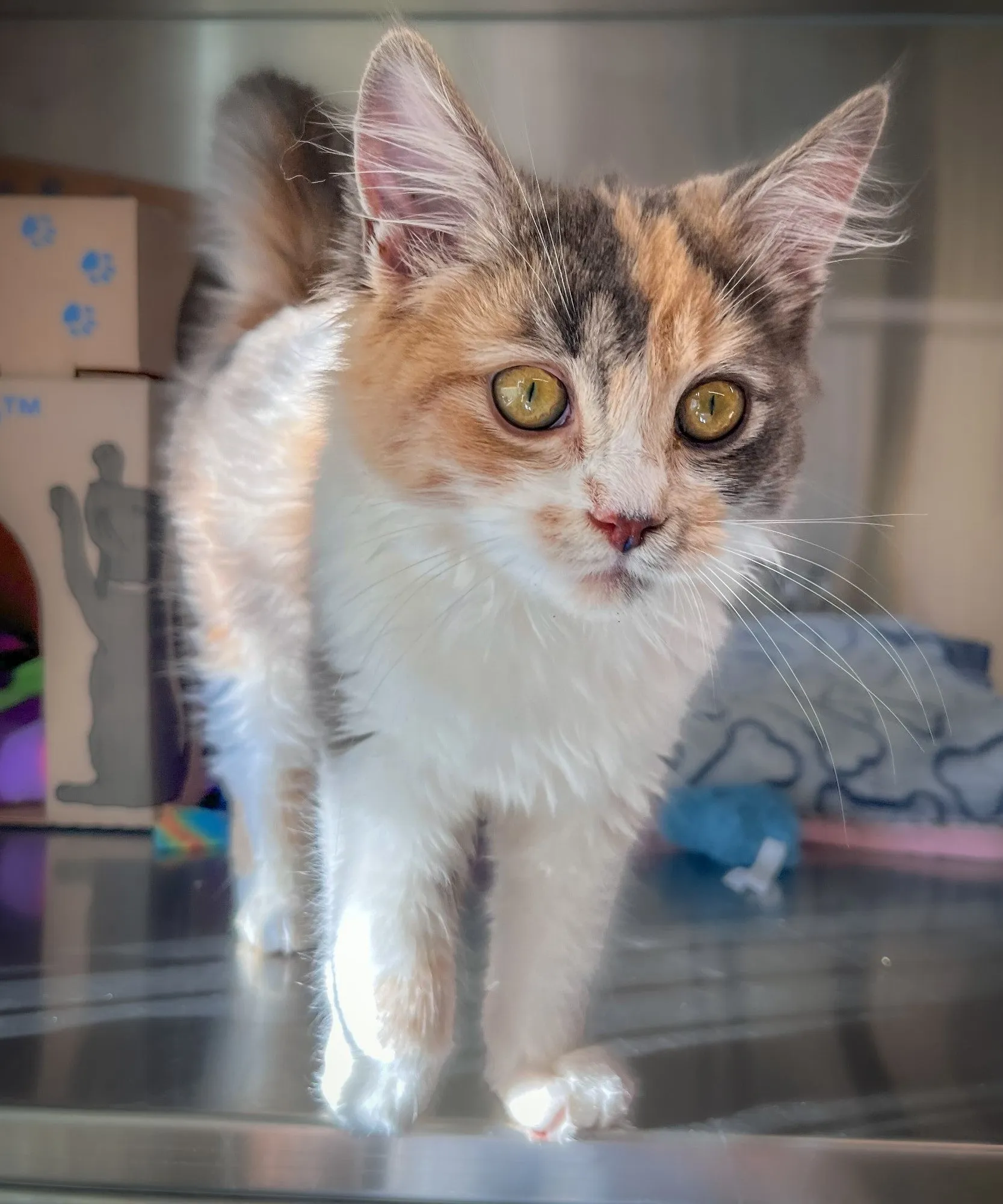 Cat - 1 Day of Shelter & Love
