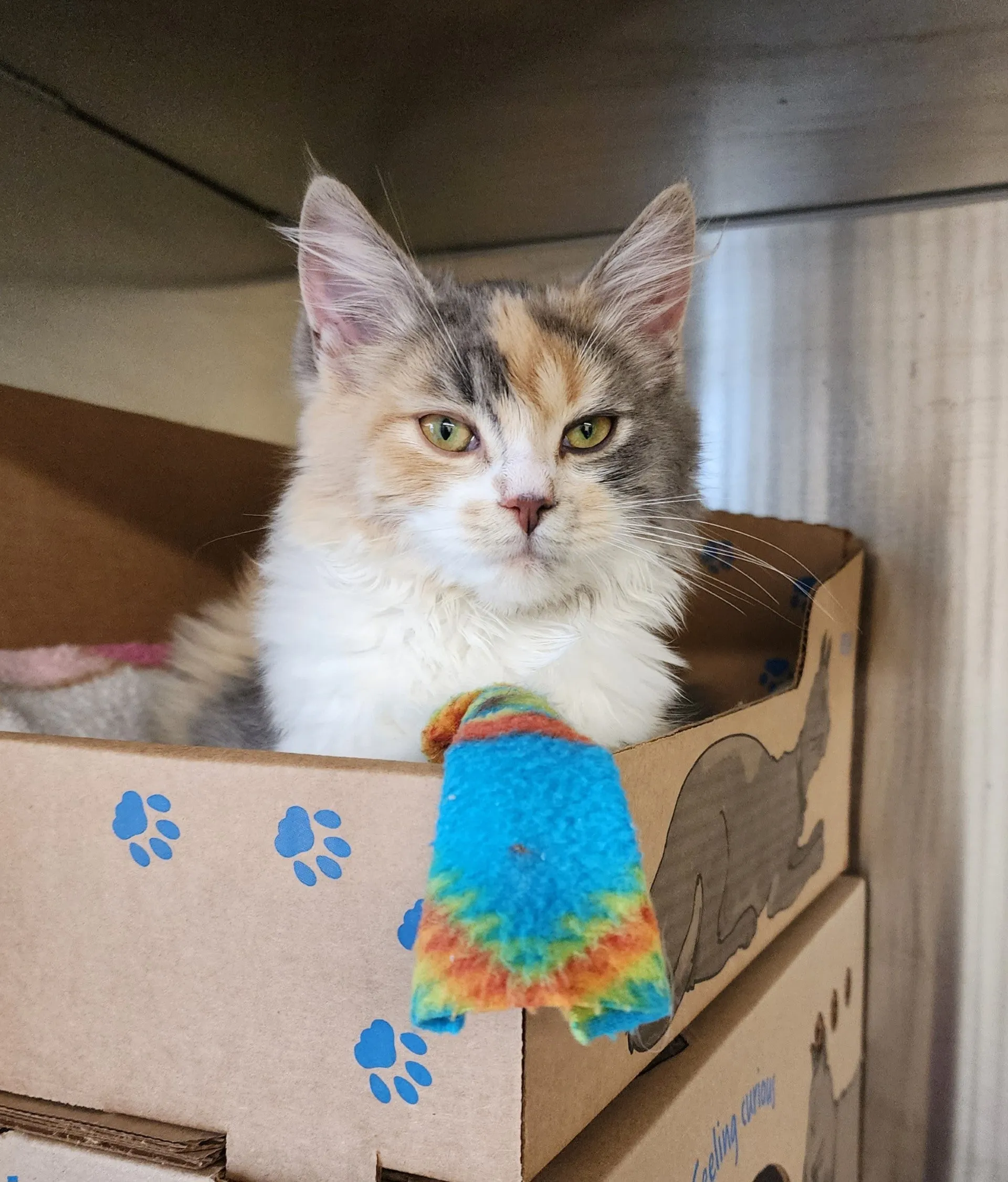 Cat - 1 Day of Shelter & Love