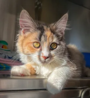 Cat - 1 Day of Shelter & Love