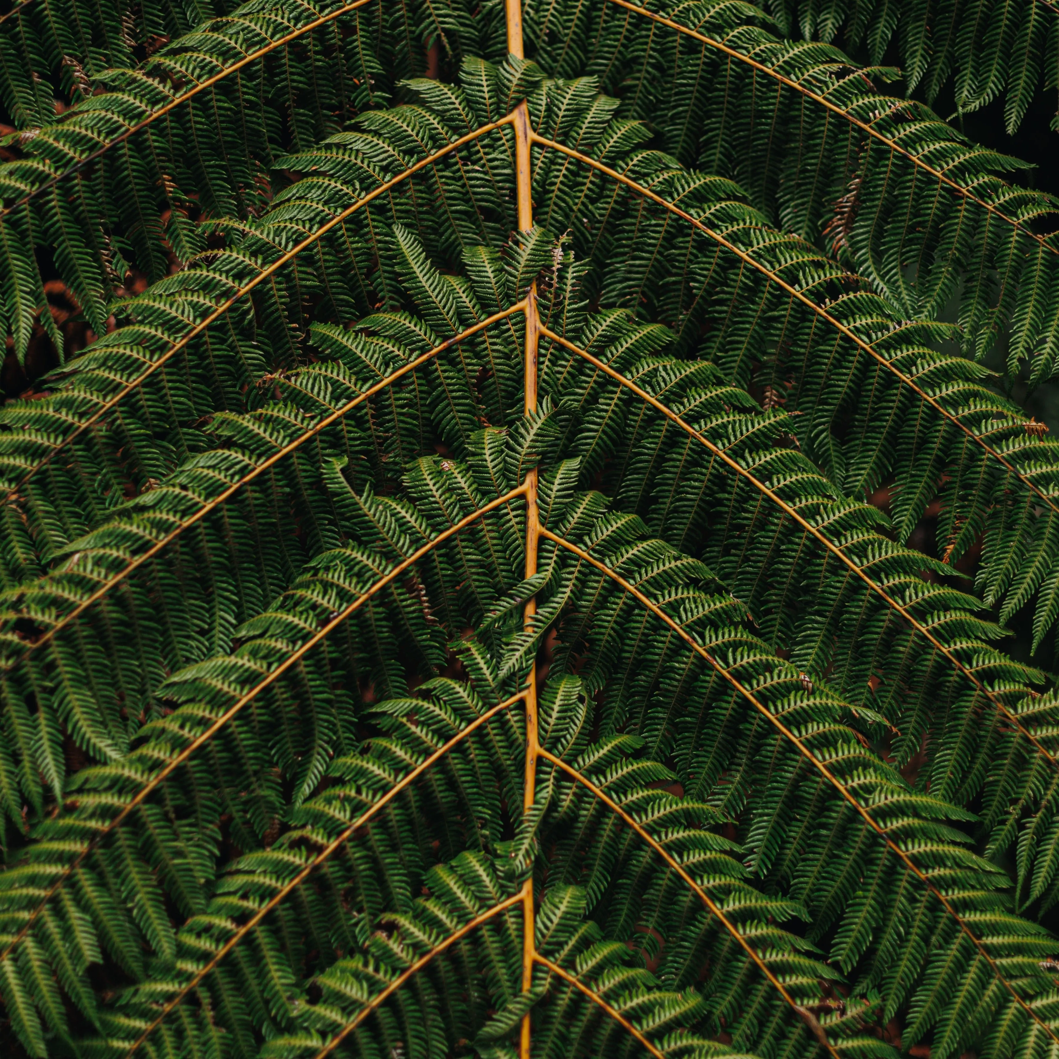 FERN GREEN TRAVEL HAMMOCK