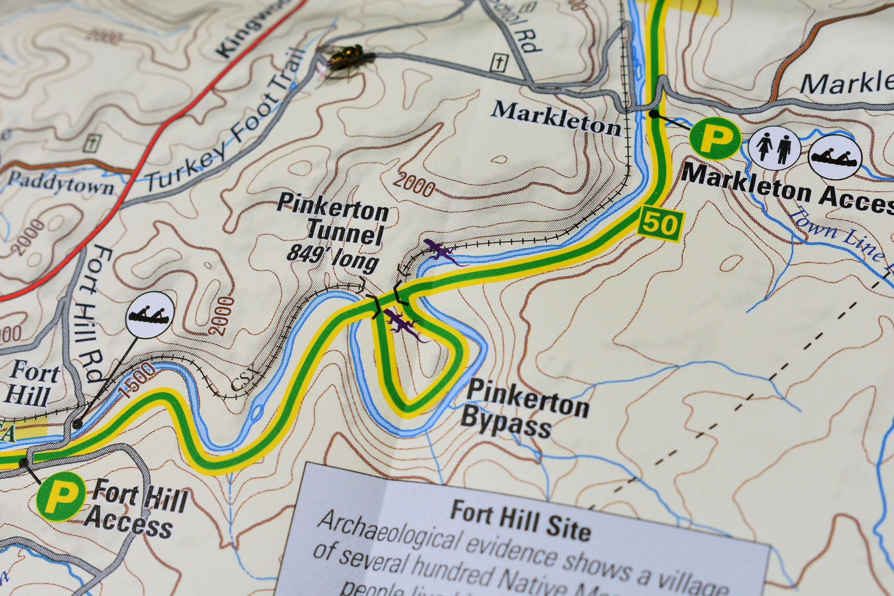Ohiopyle-Laurel Highlands Lizard Map: Pennsylvania