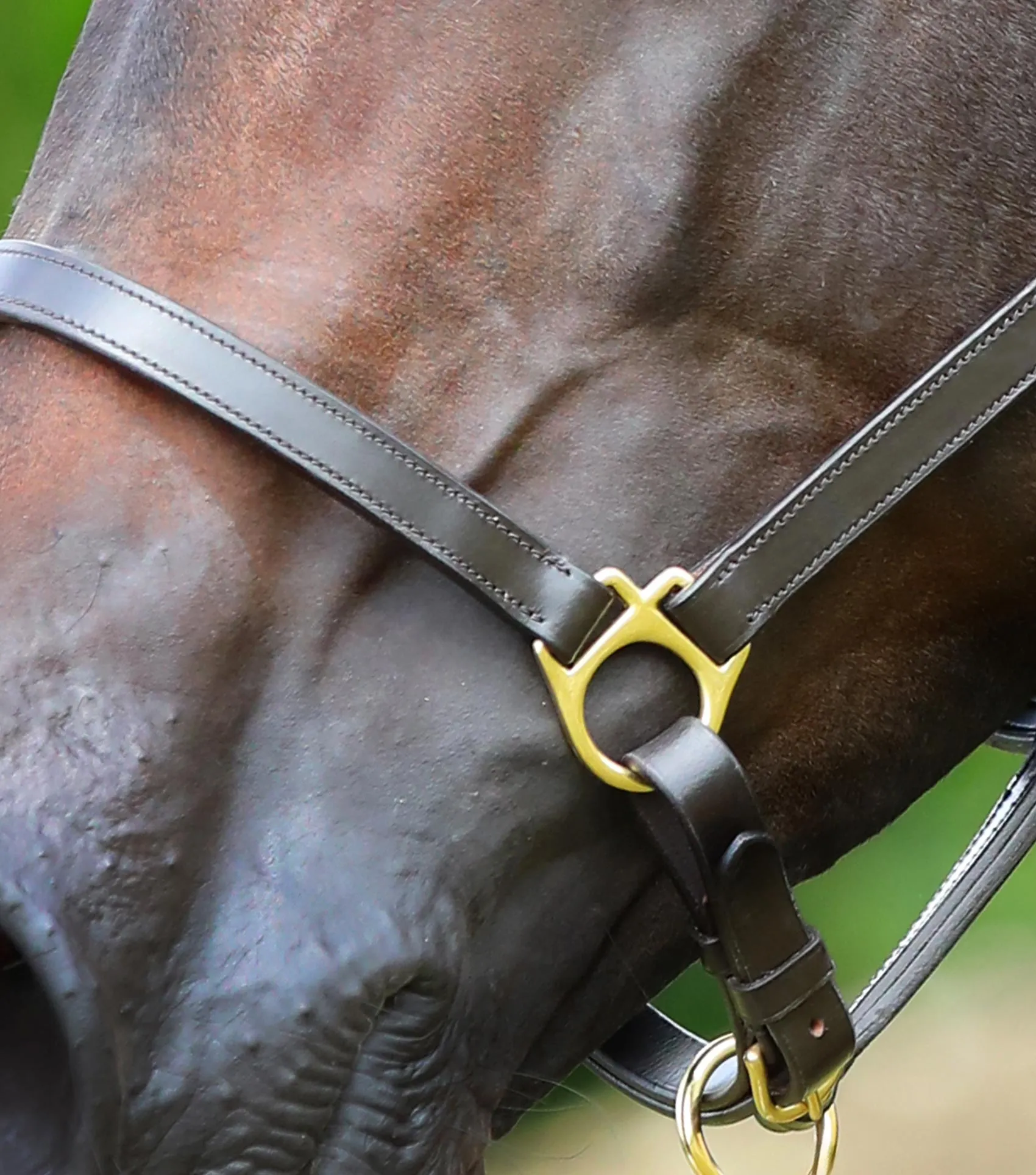 Pasco Plain Leather Head Collar Brown